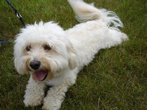 Havanese Dog Breed » Information, Pictures, & More