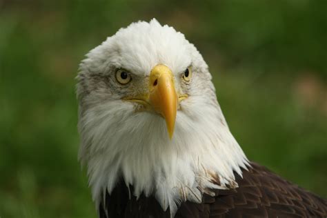 eagle - Bird, eagle, photography, daytime, animals In The Wild, bird ...