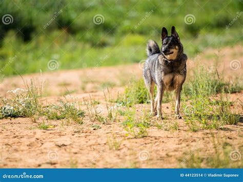 Dog waits for owner stock photo. Image of waiting, grass - 44123514