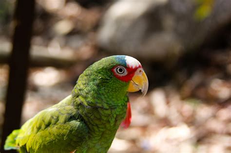 Rescatan animales en Peligro de extinción en Sinaloa - El Pulso de Colima