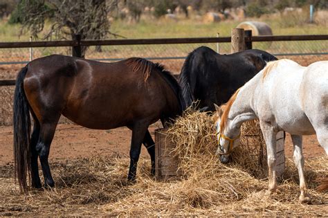 Type 1 PSSM in Horses: Genetic Cause, Symptoms, & Management | Mad Barn