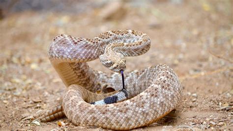 11 Difference Between Bull Snake and Rattlesnake with Pictures - Animal ...