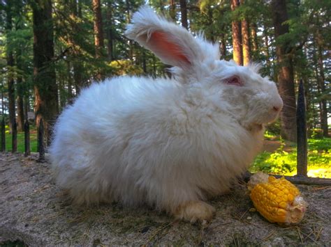 Giant Angora Rabbit: Pictures, Care Guide, Lifespan & Traits | Hepper