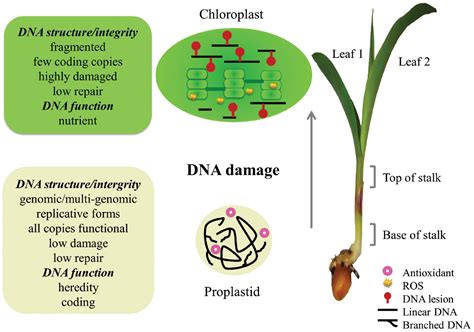 Wiring Diagram Database: The Diagram Depicts Dna That Is Undergoing Replication