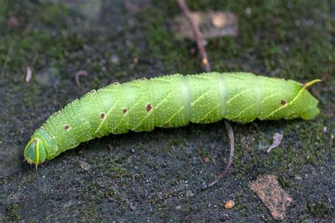 Scotland has some exotic wee beasties like this Hawkmoth Caterpillar