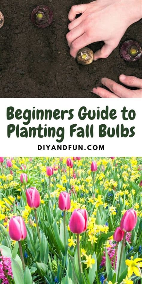 Beginners Guide to Planting Fall Bulbs - DIY and Fun