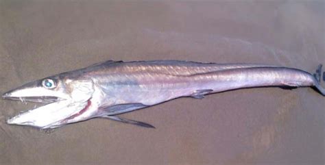 Freaky Fish Often Mistaken for Barracuda on Oregon, Washington Coast