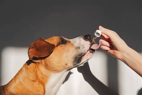 How Fish Oils Contribute to Your Dog's Healthy Heart | Pet Wellbeing