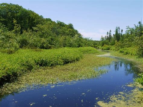 Tannersville Cranberry Bog | Pocono's in PA | Pinterest