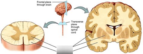 8-185 gray vs. white matter in the CNS Diagram | Quizlet