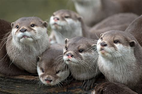 Wallpaper : animals, wildlife, whiskers, otters, family, view, otter, fauna, mammal, vertebrate ...