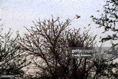 Locust Attack India Photos and Premium High Res Pictures - Getty Images