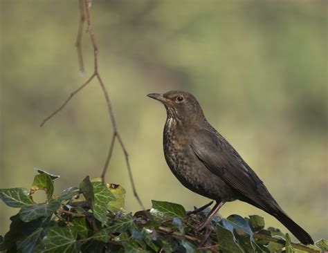 The NHBS Guide to UK Thrush Identification