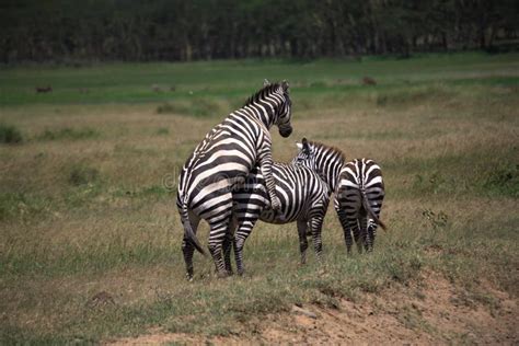 Zebra mating stock image. Image of endangered, game, green - 1945321