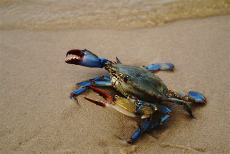 5 Reasons Texas Blue Crab Season Is Great For Families And Seafood Lovers