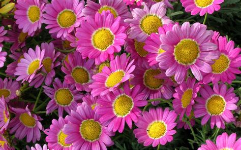 Beautiful pink Marguerite Daisy flowers in all background