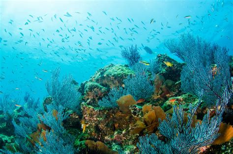 Coral Reef Conservation: A Treasure Worth Saving