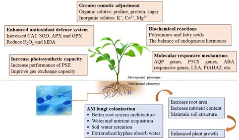 Arbuscular Mycorrhizal Fungi In Soil