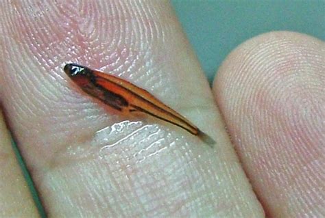 Science on Saturday: The World's Smallest Fish