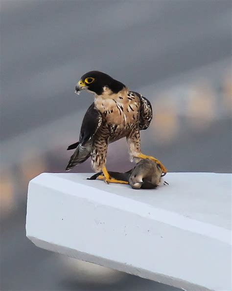 Falcon with Prey | Shutterbug