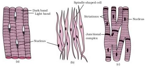 NCERT Solutions for Class Biology MIZORAM Chapter 6: Tissues ...