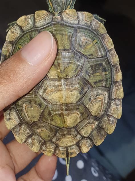 Retained scutes or growth? :/ : r/turtle