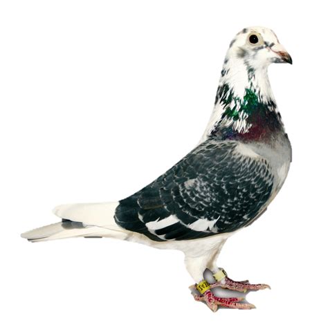 AU - Racing Pigeons (@RACEPIGEON) | Twitter | Racing pigeons, Pigeon breeds, Pigeon pictures