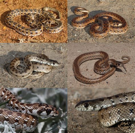 The Baby boom – Mole Snake season - African Snakebite Institute