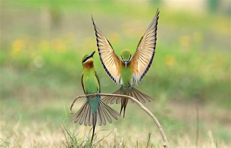 "The Courtship Display" | Smithsonian Photo Contest | Smithsonian Magazine