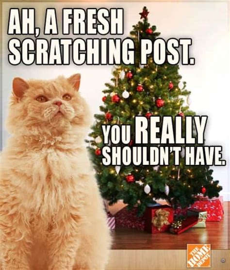 These Holiday Cat Memes Will Get You In The Christmas Spirit - Cole & Marmalade