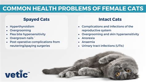 20 Common Cat Health Problems: Signs, Symptoms and Solutions