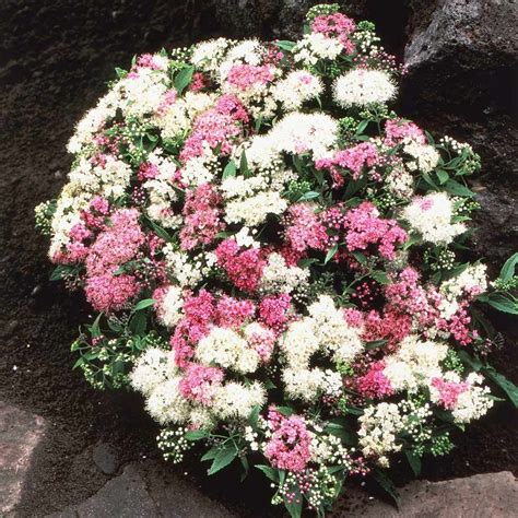 Spiraea japonica Shirobana | Dwarf flowering shrubs, Spirea, Flowering shrubs