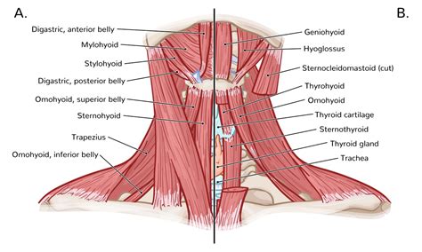 Anterior Triangle Of The Neck Wikipedia Neck Muscle Anatomy | My XXX ...