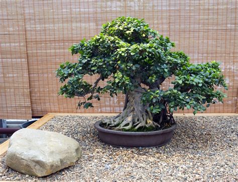 Fig Bonsai » Tips on Keeping Things Small