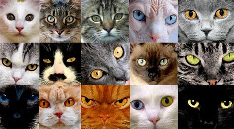 10 Top Different Cat Breeds and Different Cat Personalities