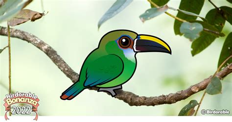 Northern Emerald Toucanet: A Green Wonder in the Cloud Forests