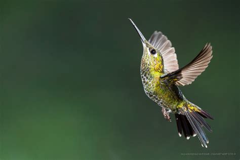 colibri bird birds flying hummingbirds Wallpapers HD / Desktop and Mobile Backgrounds