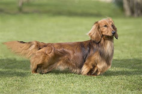 Dachshund (Long Haired) | Breeds A to Z | The Kennel Club