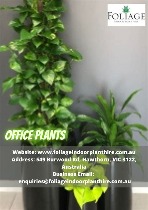 Office Plant | Office plants, Plants, Herbs