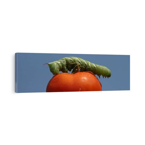 A Tomato Horn Worm Caterpillar, (Manduca Quinquemaculata) Dines On Canvas Print | CanvasWorld