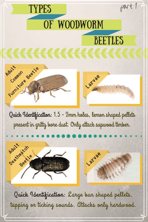 Everything You Need to Know About Wood-Boring Beetles - Dengarden