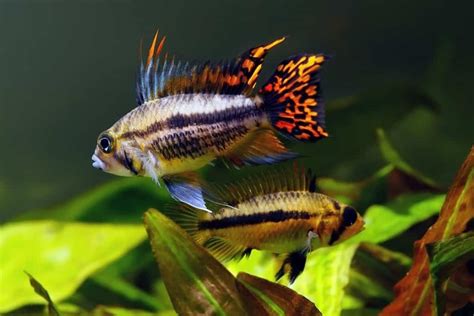 South American cichlids | 6 colorful species for beginners! - Aquariadise