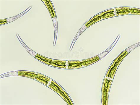 Charophyta Algae Stock Photos - Free & Royalty-Free Stock Photos from Dreamstime