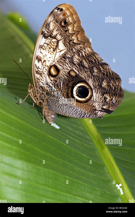 Owl Eggs Stock Photos & Owl Eggs Stock Images - Alamy