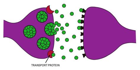 Transport protein - definition