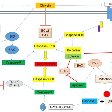 Mechanisms of action of flavones. | Download Scientific Diagram