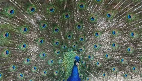 How Does a Peacock Find Food? | Sciencing