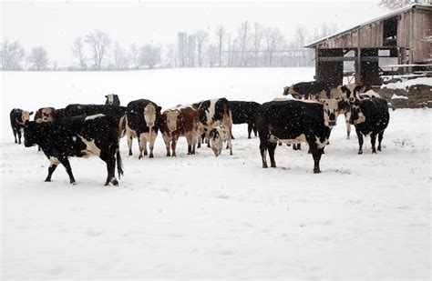 4 Winter Livestock Survival Tips: Keeping Your Livestock Watered In The ...