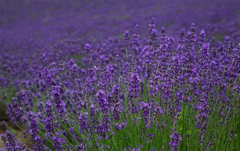 lavender_furano_hokkaido – Kyuhoshi