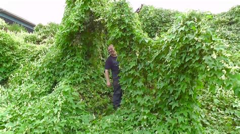 'Quite spectacular': Wild cucumber vine invades P.E.I. farm | CBC News